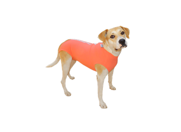Roupa protetora e pós-cirúrgica para cão unissex dry light cor laranja Ibasa tamanho 02  1un